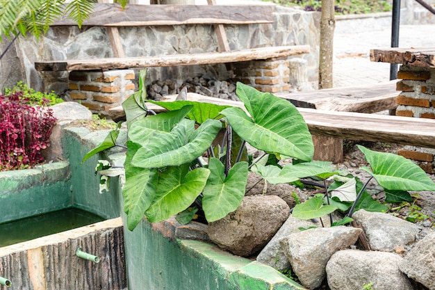 Alocasia macrorrhizos est une espèce de plante à fleurs de la famille des arums Araceae