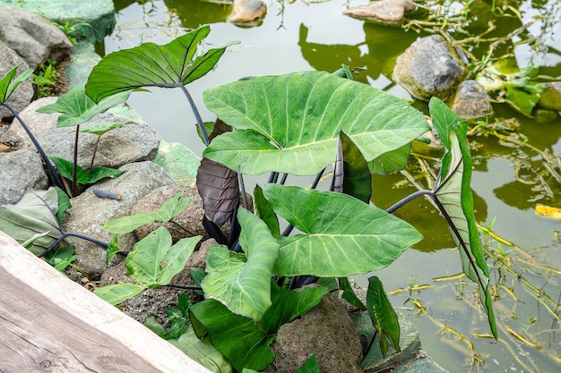 Alocasia macrorrhizos est une espèce de plante à fleurs de la famille des arums Araceae