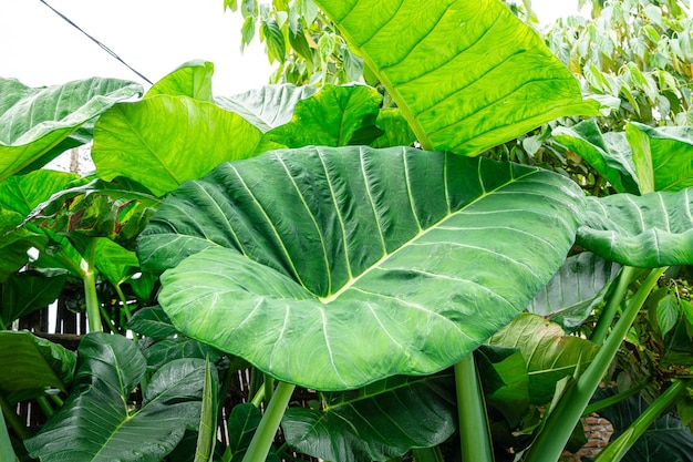 Alocasia macrorrhizos est une espèce de plante à fleurs de la famille des arums Araceae