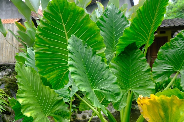 Alocasia macrorrhizos est une espèce de plante à fleurs de la famille des arums dans la forêt tropicale. taro géant.