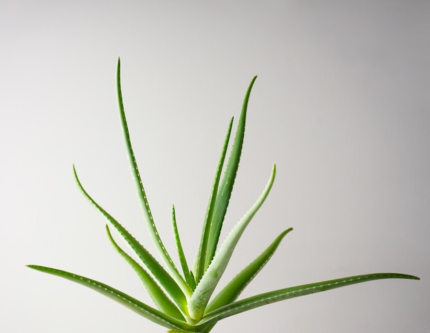 Aloe vera dans un gros plan de fond gris