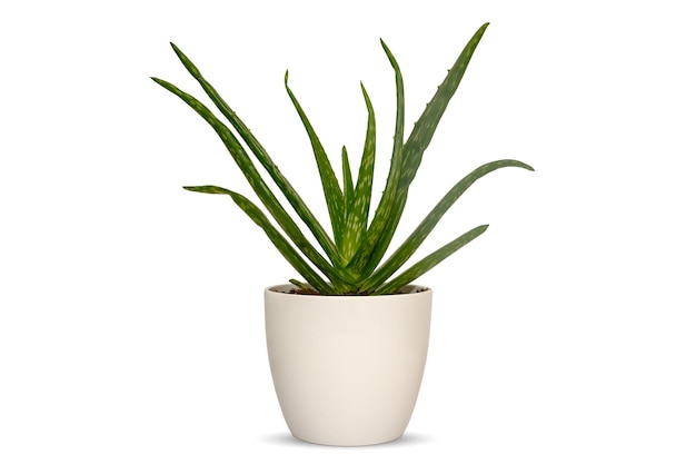 Aloe vera dans un pot sur un tableau blanc Place pour la disposition de l'espace de copie de texte Plante d'accueil