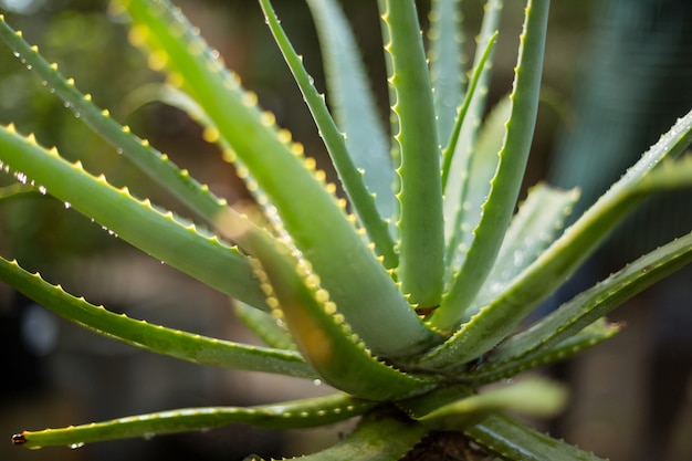 Aloe vera à effet de serre