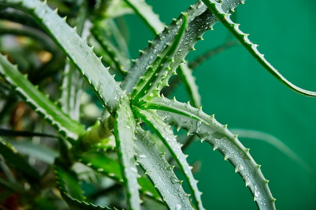 L'Aloe vera est une plante médicinale populaire pour la santé et la beauté, sur fond vert. Herboristerie utile pour les soins de la peau et des cheveux utilisée comme traitement, smoothie. Gros plan des feuilles vertes.