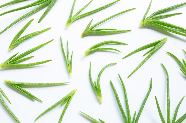 L&#39;aloe vera est une plante médicinale populaire pour la santé.