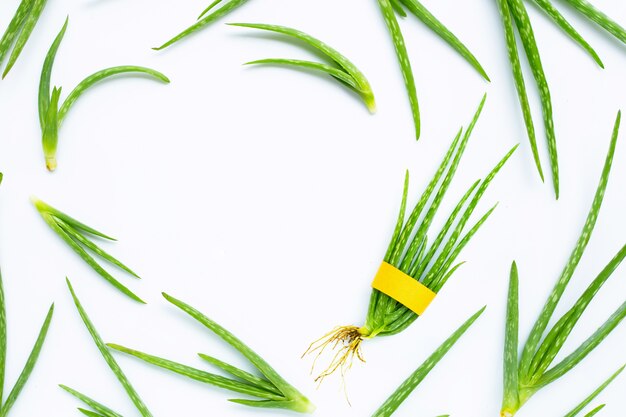 L&#39;aloe vera est une plante médicinale populaire pour la santé.