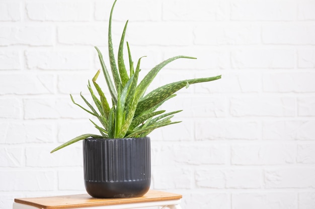 L'aloe vera est une plante médicinale utile à l'intérieur sur un mur de briques blanches Plantes d'intérieur en pot décoration d'intérieur verte soins et culture