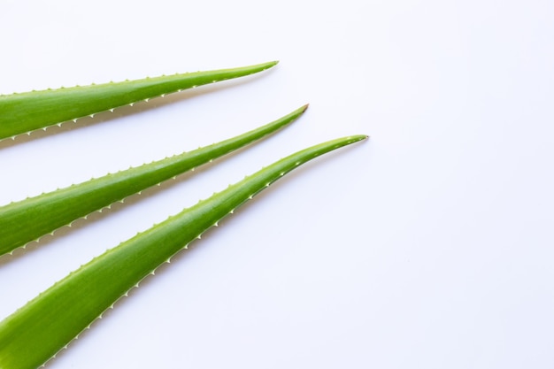 Aloe vera feuilles fraîches sur blanc