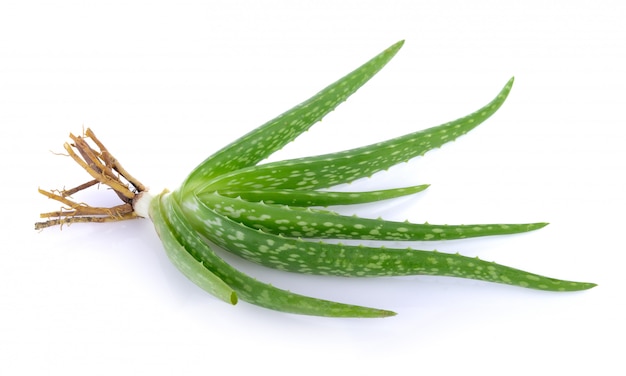 Aloe vera sur fond blanc