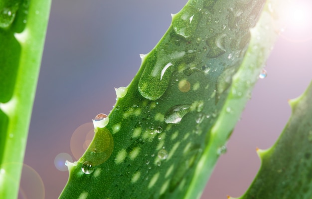 Aloe Vera Avec Des Gouttes D'eau Fraîche