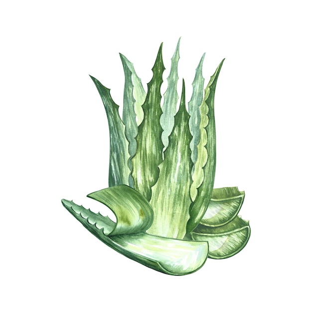 Photo aloe vera, illustration aquarelle.