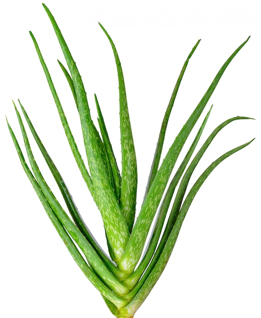 Aloe vera isolé sur un tracé de détourage blanc