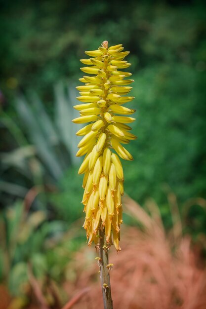 Aloe vera jaune dans la nature