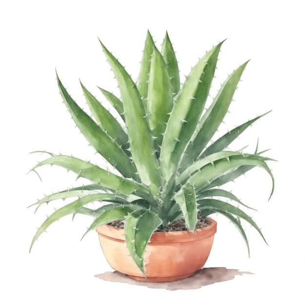 Aloe Vera plante dans le pot aquarelle sur fond blanc