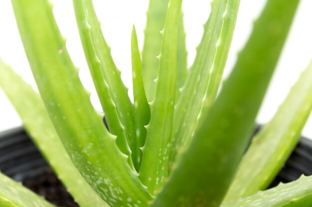 Aloe vera plante isolé sur fond blanc.