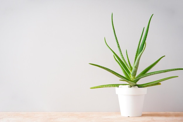 Aloe vera en pot blanc sur un fond de couleur avec place pour texte