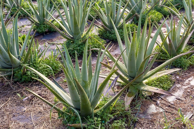 L'Aloe Vera pousse sur les lits