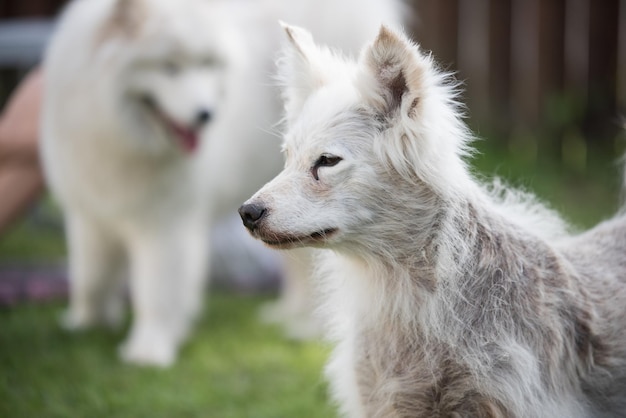 Alopécie maladie samoyed dermatite et démangeaisons chez les chiens