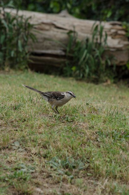 Photo une alouette chantant dans l'herbe avec un coffre en arrière-plan