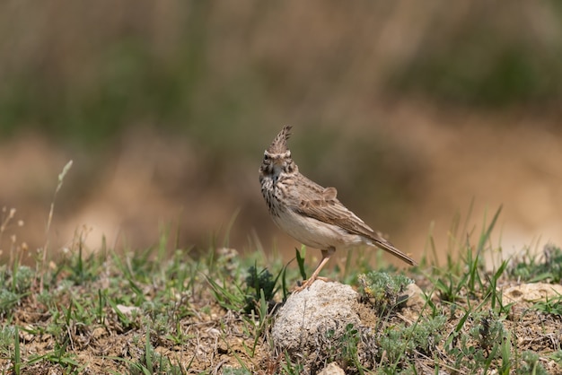 Alouette huppée Galerida cristata dans son habitat naturel.