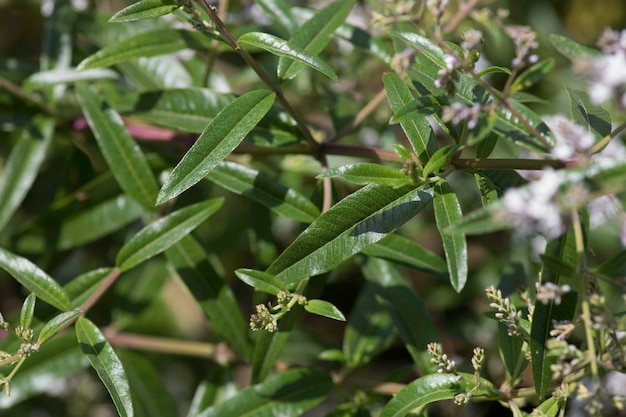 Aloysia citrodora plante de jardin d'herbes médicinales aromatiques