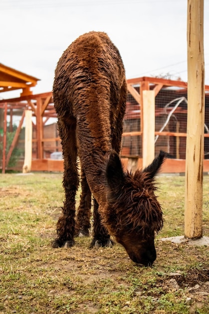 Un alpaca debout dans un champ