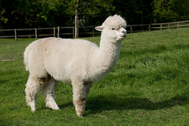 Une alpaca huacaya blanche femelle de 12 ans avant de tondre sur un bon pâturage d'herbe Berkshire May Stock