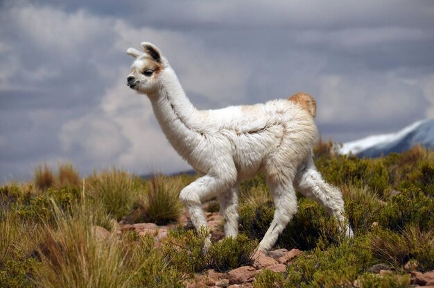 Photo alpaca vicugna pacos jeune andes altiplano bolivien le triangle frontalier de la bolivie le chili et