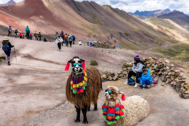 Des alpacas portant des lunettes et des ornements tricotés sur le fond du coloré VinicuncaPérou