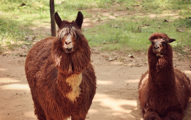 Alpaga au zoo