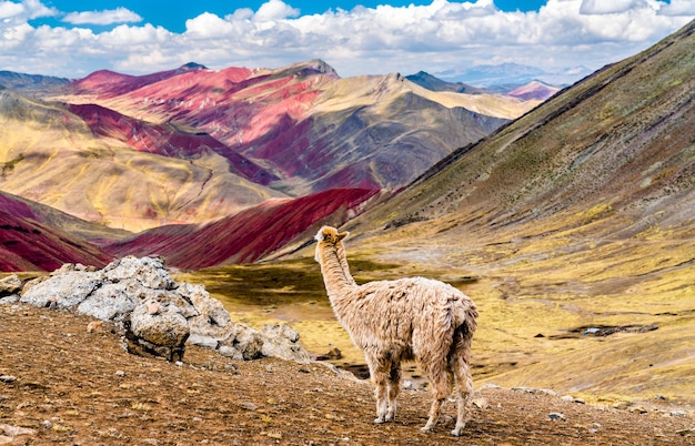 Alpaga aux montagnes arc-en-ciel de Palccoyo dans la région de Cusco au Pérou