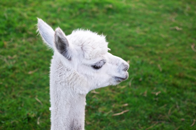 L'alpaga blanc broute dans le pré