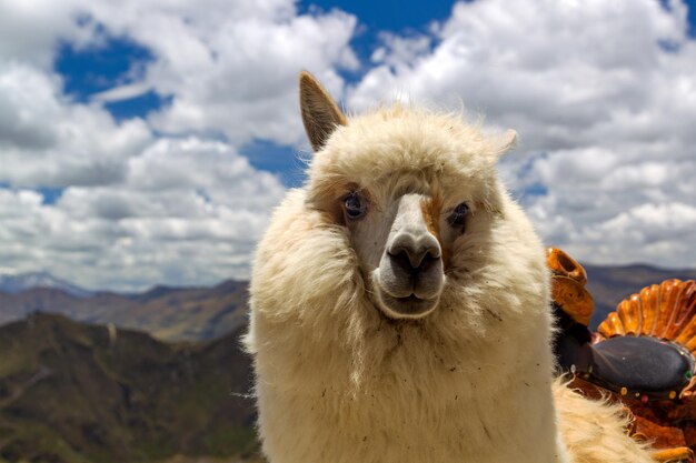 L'alpaga (Lama pacos) dans le lac Quilotoa, Equateur