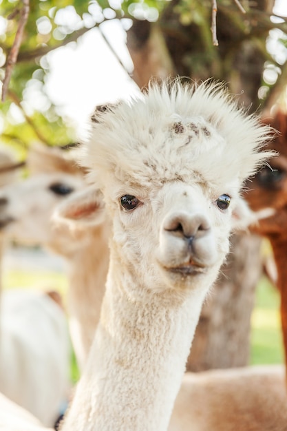 Alpaga mignon avec grimace relaxante sur ranch en journée d'été. Alpagas domestiques paissant dans les pâturages dans la campagne naturelle de la ferme écologique. Concept de soins aux animaux et d'agriculture écologique