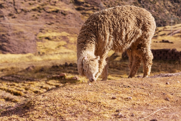 Alpaga péruvien dans les Andes