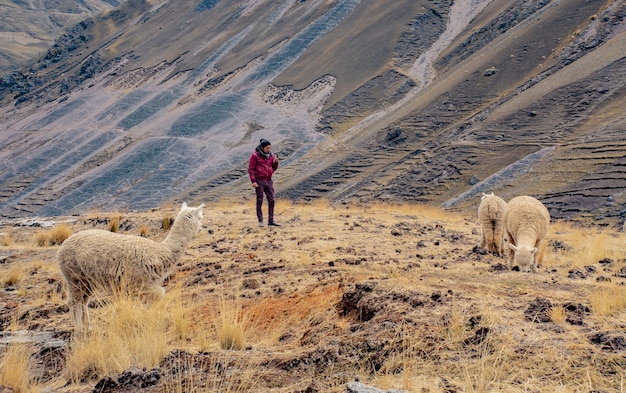 Alpagas dans les Andes du Pérou