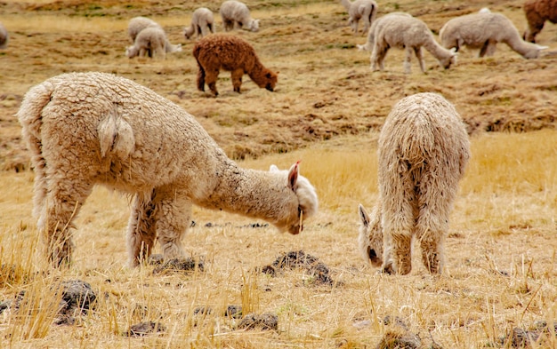 Alpagas dans les Andes du Pérou