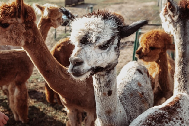 Les alpagas drôles posent pour le photographe au stylo à la ferme le jour d'été. La vie à la ferme. Agrotourisme. Matériaux naturels. Beaux animaux. Vacances d'été. Propre ferme. Production de laine.