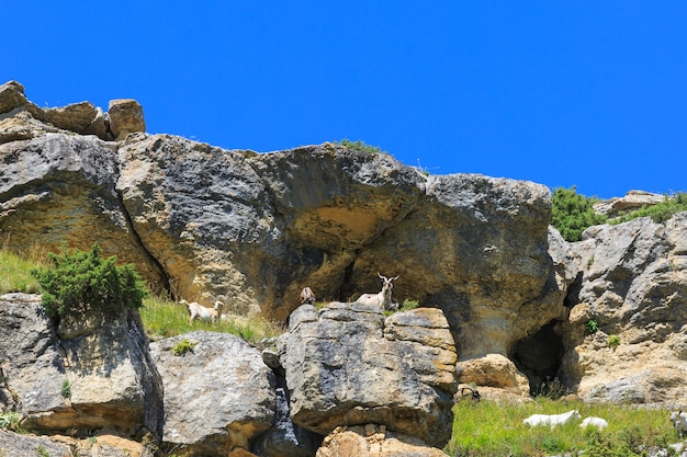 Alpage en forêt pour moutons et béliers