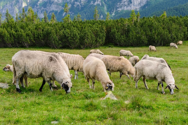 Alpages dans le parc national de Retezat, Carpates, Roumanie.