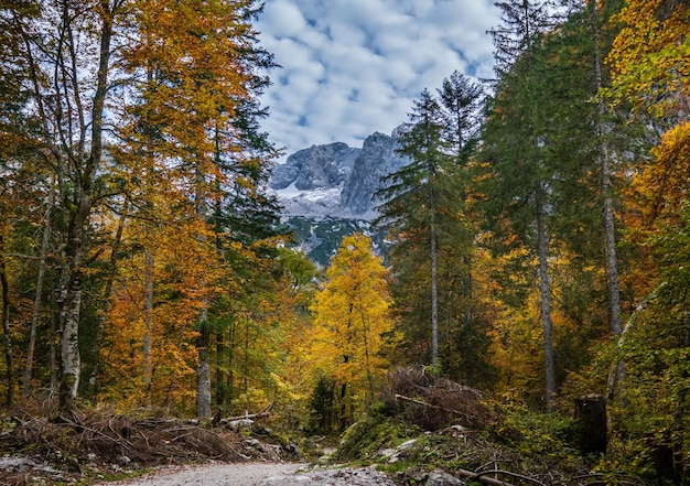 Alpes d'automne paisible vue sur la forêt de montagne près de Gosausee ou Vorderer Gosausee lac Haute-autriche Dachstein sommet et glacier en loin