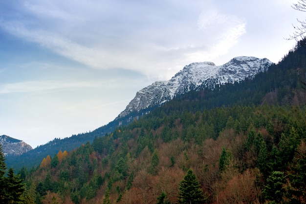 Alpes avec paysage forestier de pins