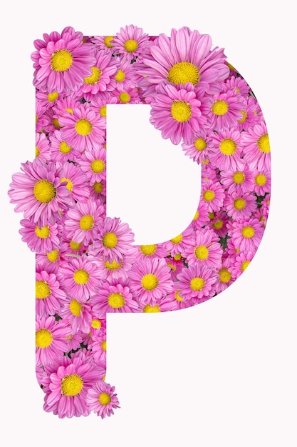 Alphabet artistique de la lettre P avec des fleurs de chrysanthème rose