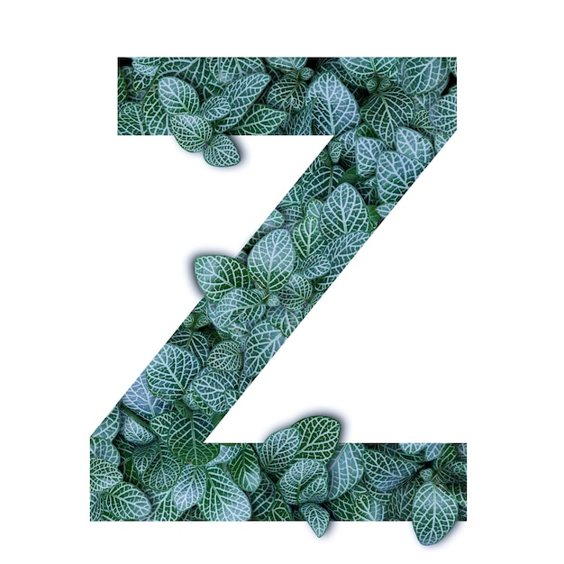 Photo alphabet concept nature des feuilles vertes en forme de lettre alphabet z