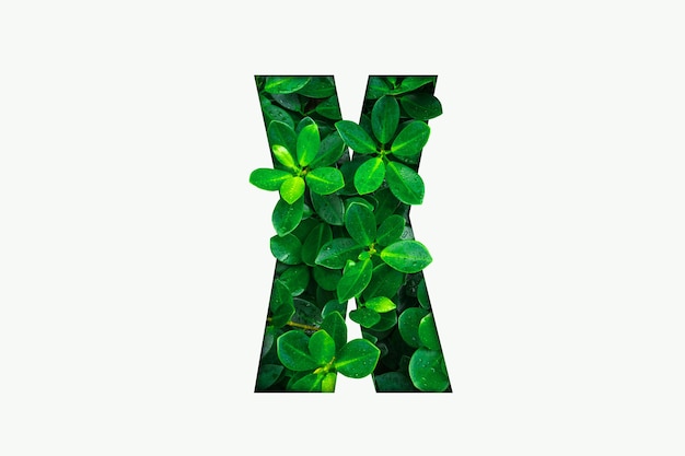 Alphabet de feuilles vertes