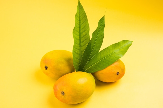 Alphonso Mango ou Hapoos Aam est un fruit de saison et juteux de l'Inde connu pour sa douceur, sa richesse et sa saveur. Sur fond coloré. Mise au point sélective