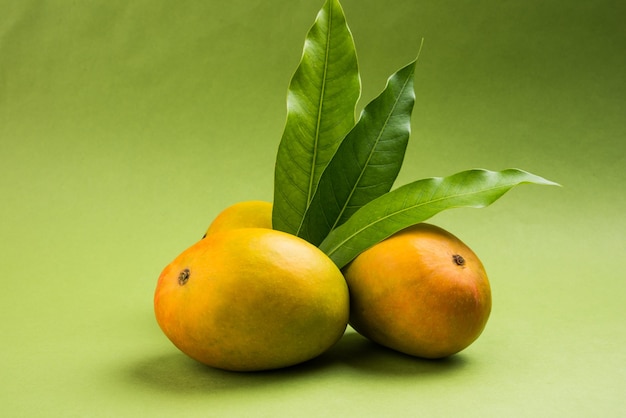 Alphonso Mango ou Hapoos Aam est un fruit de saison et juteux de l'Inde connu pour sa douceur, sa richesse et sa saveur. Sur fond coloré. Mise au point sélective