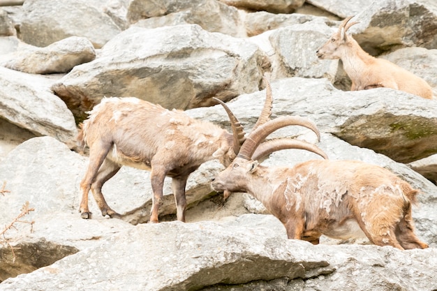 Alpine Ibex