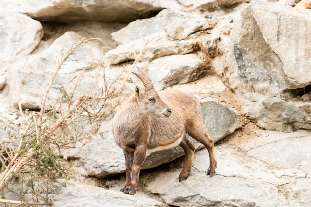 Alpine Ibex