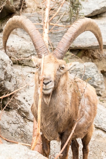 Photo alpine ibex